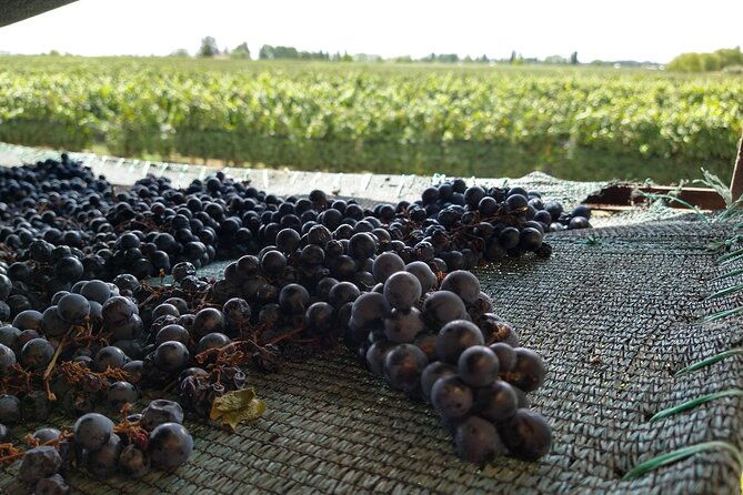intimate-wine-tour-with-wine-pairing-lunch