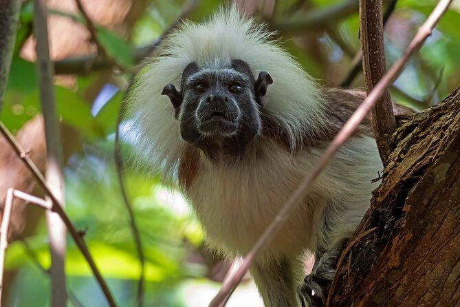 into-the-wild-a-volunteer-experience-with-monkey-reintroduction
