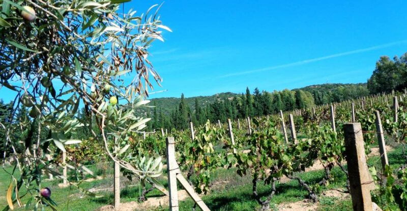 into-the-world-of-natural-wine