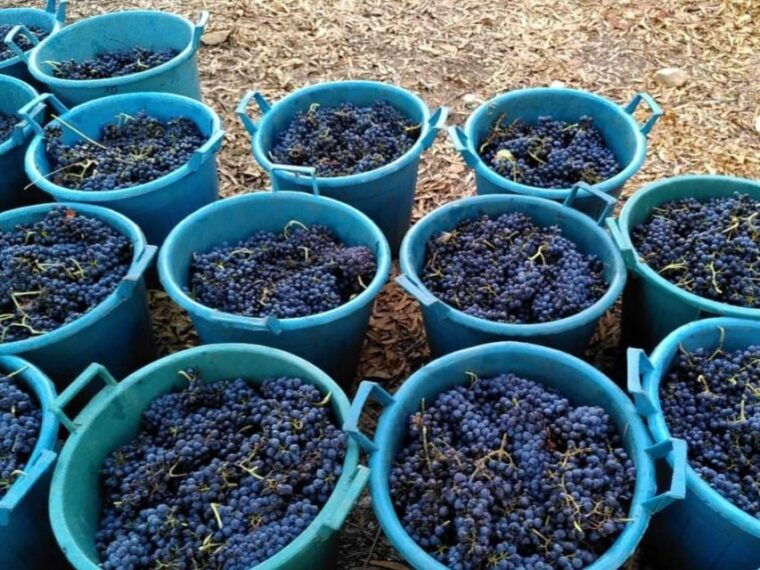 into-the-world-of-natural-wine