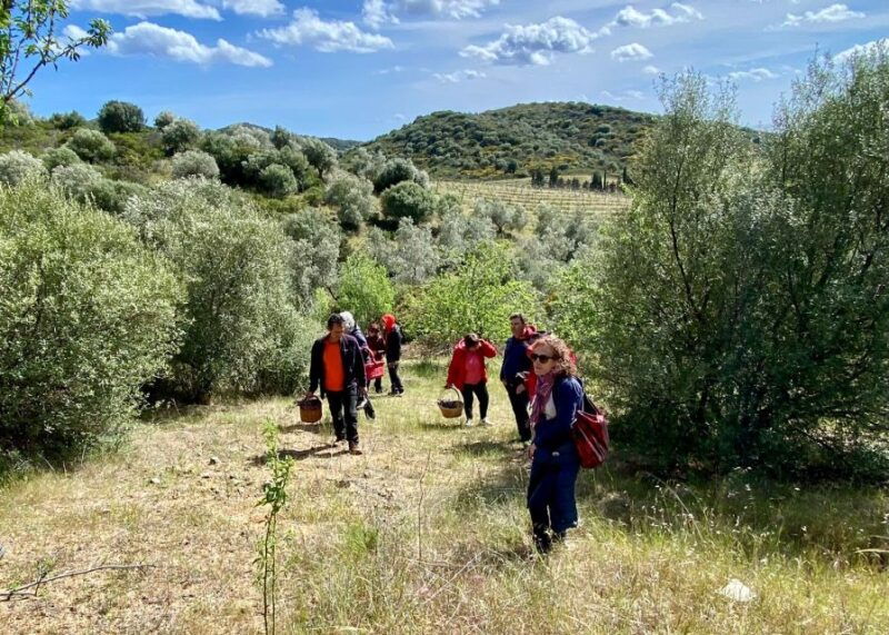 into-the-world-of-sardinian-wild-herbs