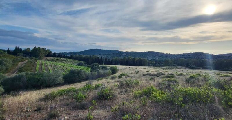 into-the-world-of-sardinian-wild-herbs