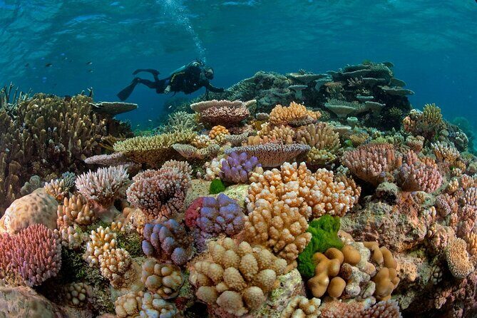 Intro Diving for Beginners 2 Stops Diving with Lunch - Hurghada - Why This Tour Is Worth Considering