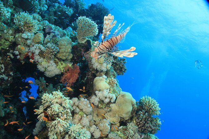 Intro Scuba Diving: 2 Dive Stops With Lunch & transfer - Hurghada - FAQ