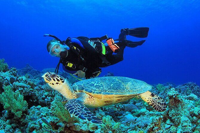 Intro Scuba Diving 2 Stops Trip with Transfers & Lunch - Hurghada - The Sum Up: Is It Worth It?