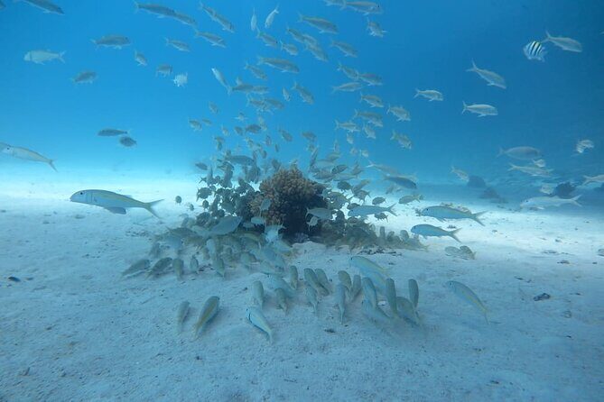 Intro Scuba Diving - Transportation and Group Size