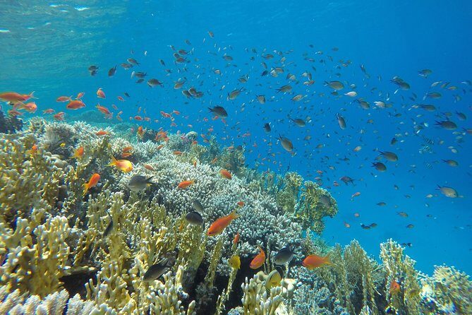 Intro Scuba Diving - The Sum Up: Why This Hurghada Scuba Tour Is a Great Choice