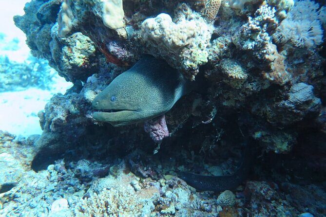 Intro Scuba Diving - FAQ