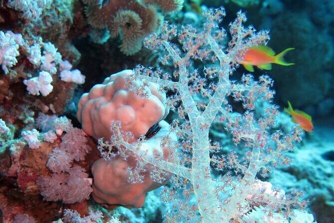 Introduction: Diving from the Reef in Sharm El Sheikh - FAQ