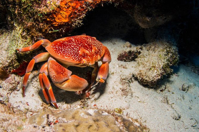 introduction-shore-dive-with-scubacao-1-dive