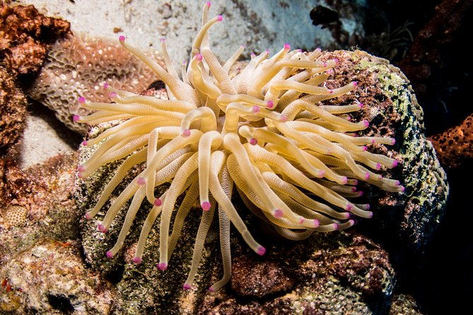 introduction-shore-dive-with-scubacao-1-dive
