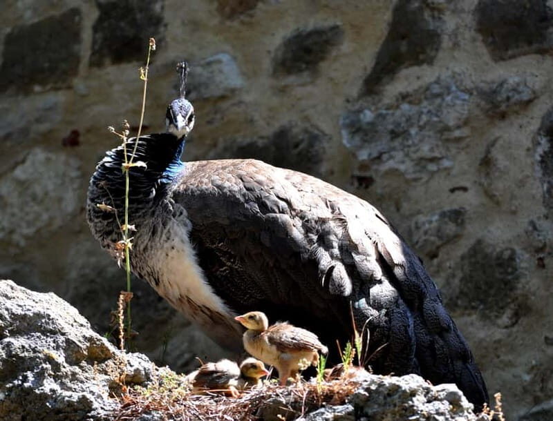 Introduction to Lisbon - Private Guided Walking Tour - Final Thoughts