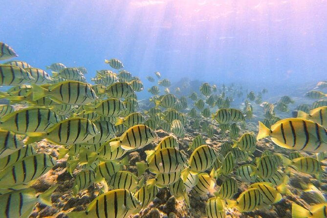 introductory-beach-scuba-dive