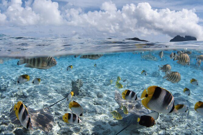 Introductory Dive in Bora Bora (afternoon) - What You Can Expect From This Bora Bora Introductory Dive