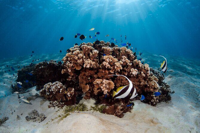 Introductory Dive in Bora Bora (afternoon) - A Detailed Breakdown of the Experience