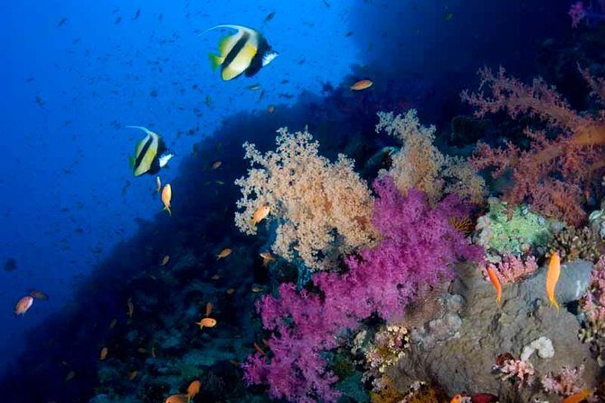 Introductory Dive in Eilat - The Experience in Detail: What to Expect from Start to Finish