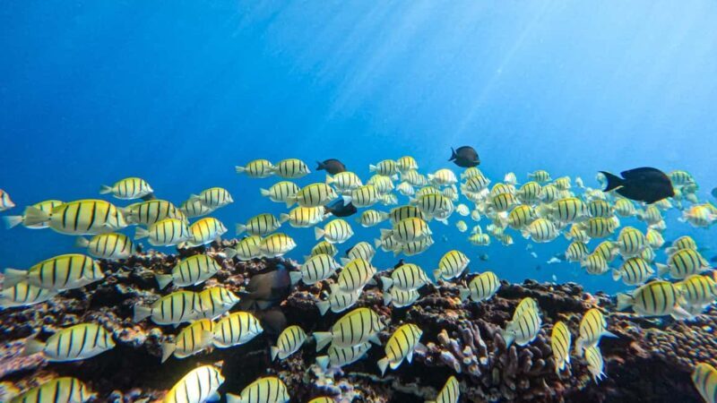 Introductory dive, to get started! - The Complete Breakdown of the Experience