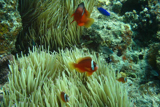 Introductory Scuba Dive experience - Whitetip Marine Adventures - Why Choose Whitetip Marine Adventures in Fiji?