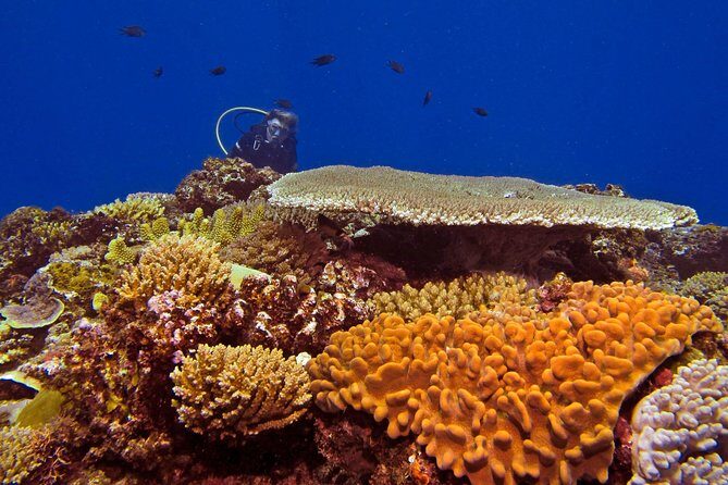 Introductory Scuba Dive experience - Whitetip Marine Adventures - Equipment and Safety