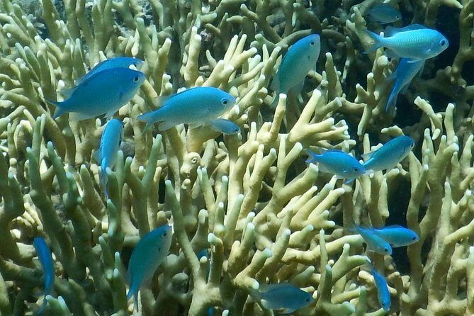 Introductory Scuba Dive experience - Whitetip Marine Adventures - Cost and Value