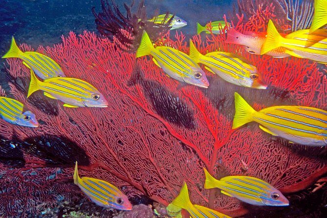 Introductory Scuba Dive experience - Whitetip Marine Adventures - Who Is This Tour Best For?
