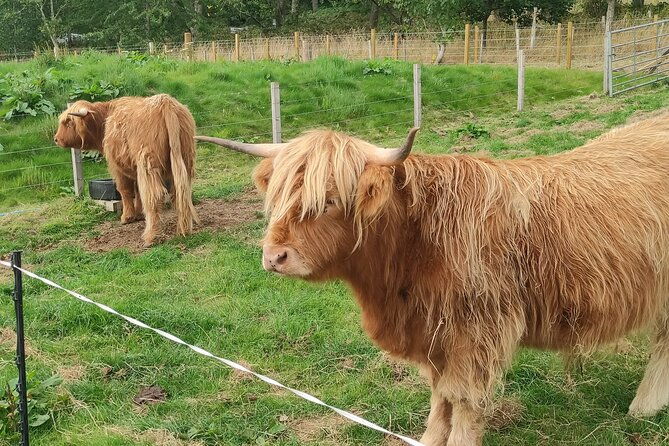 invergordon-shore-excursion-highland-bucket-list-tour