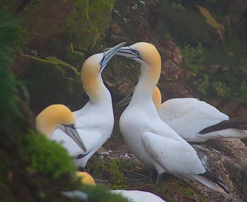 Inverness: Whisky, Wildlife, and Beaches Day Tour - Transportation and Practical Details