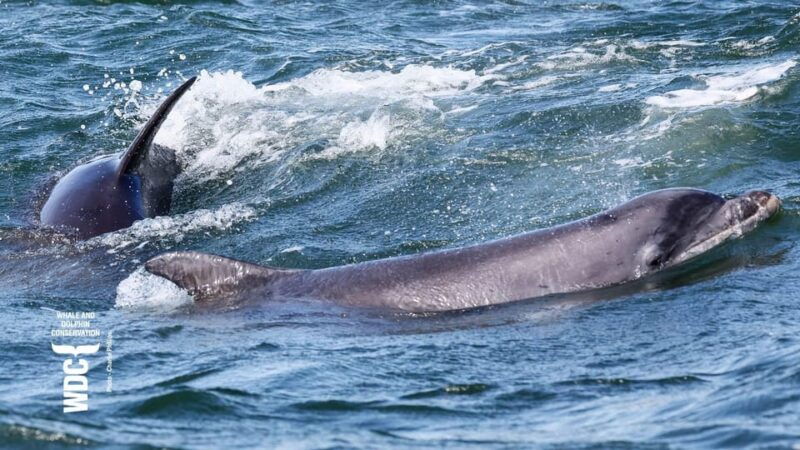 inverness-wildlife-watching-cruise-to-chanonry-point