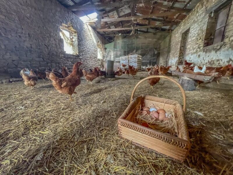 ioannina-east-zagori-farming-experience-cooking-class