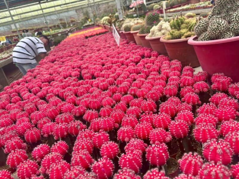 Ipoh: Cameron Highlands Day Tour tea plantation with lunch - Final Thoughts: Is This Tour Worth It?