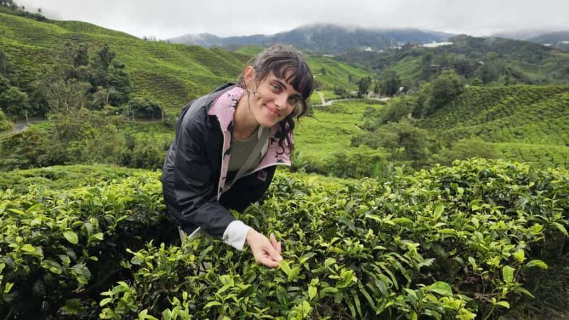 Ipoh: Cameron Highlands Private Day Trip with Driver - An In-Depth Look at the Cameron Highlands Day Trip