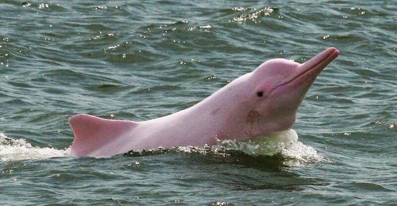 iquitos-2-days-in-the-amazon-natural-wonder-of-the-world