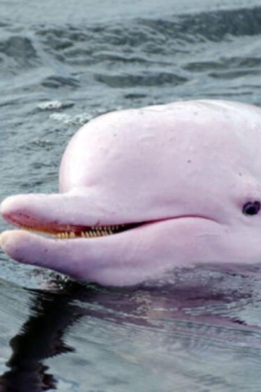 iquitos-2-days-in-the-amazon-natural-wonder-of-the-world