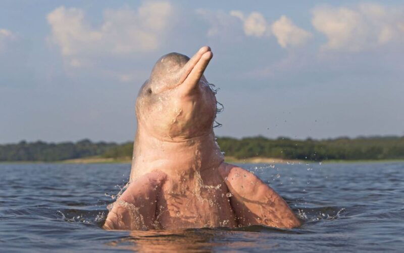 iquitos-3-days-and-2-nights-guided-amazon-jungle-tour