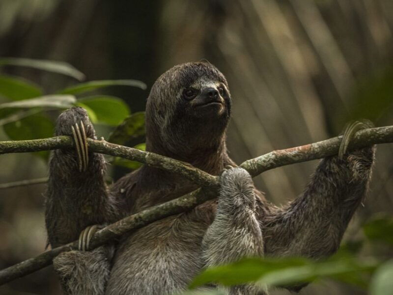 iquitos-3-days-and-2-nights-guided-amazon-jungle-tour
