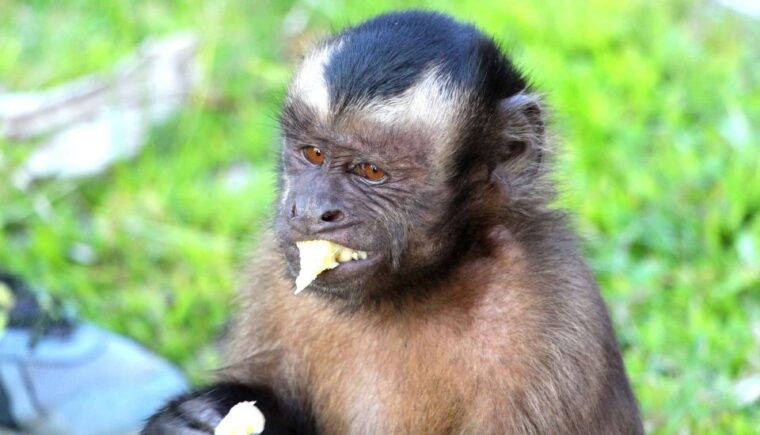 iquitos-3-days-and-2-nights-guided-amazon-jungle-tour