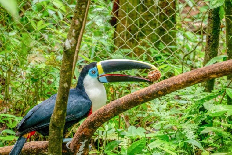 iquitos-6-hour-amazon-river-tour-w-belen-butterfly-farm