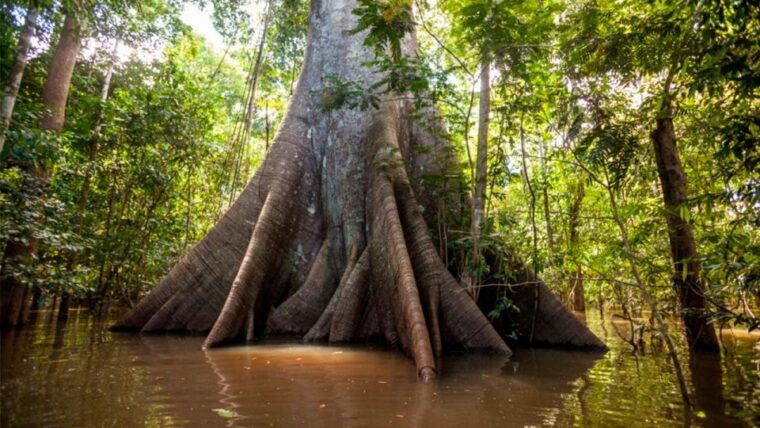 iquitos-6-hour-wonderful-wildlife-guided-tour