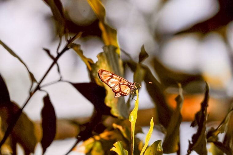 iquitos-amazon-river-full-day-guided-tour