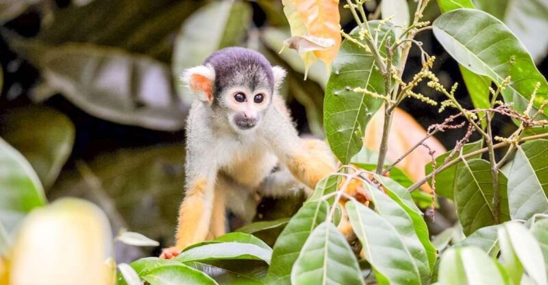 iquitos-full-day-pacaya-samiria-national-reserve-tour