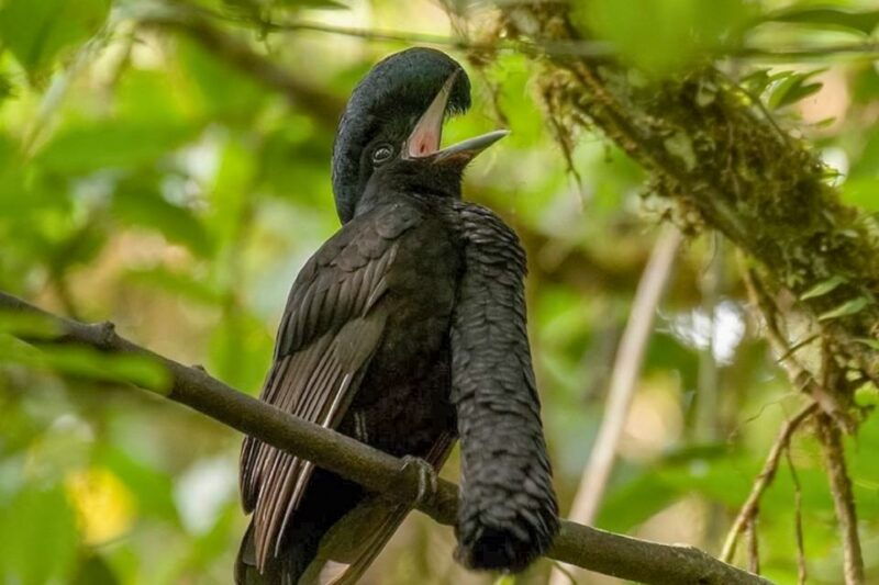 iquitos-full-day-pacaya-samiria-national-reserve-tour