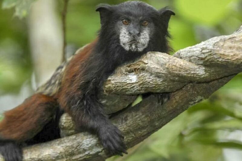 iquitos-full-day-pacaya-samiria-national-reserve-tour
