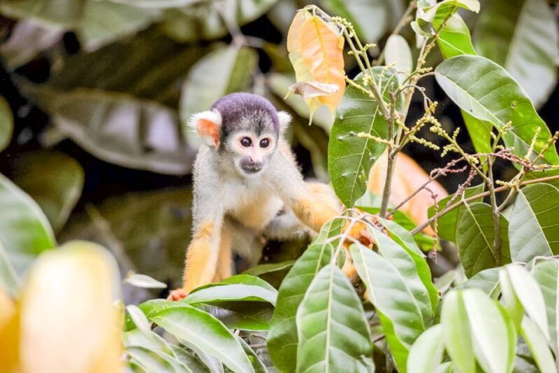 iquitos-full-day-pacaya-samiria-national-reserve-tour