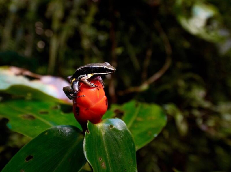 iquitos-full-day-poisonous-frogs-valley-tour