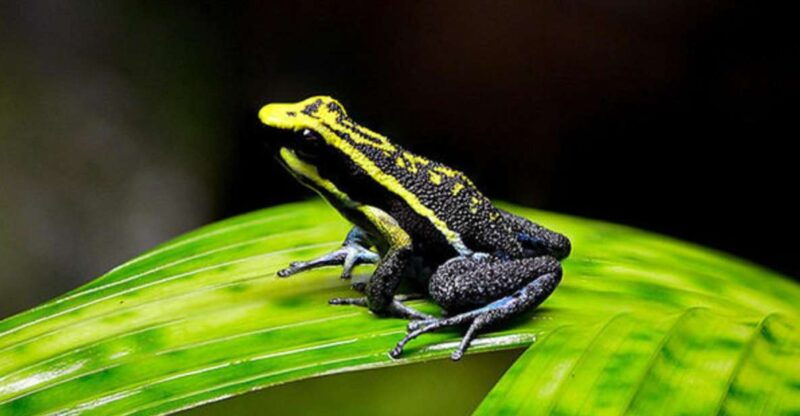 iquitos-full-day-poisonous-frogs-valley-tour