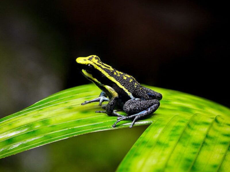 iquitos-full-day-poisonous-frogs-valley-tour