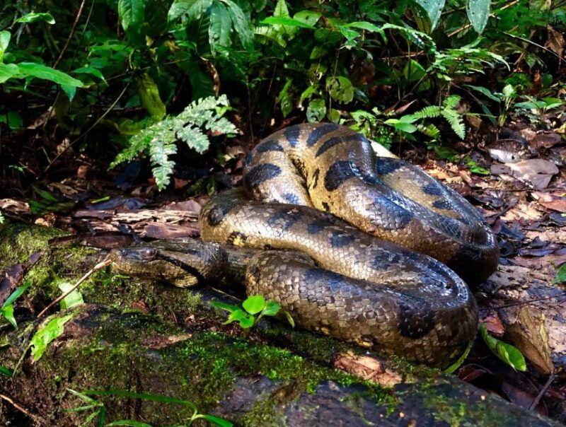 iquitos-full-day-poisonous-frogs-valley-tour