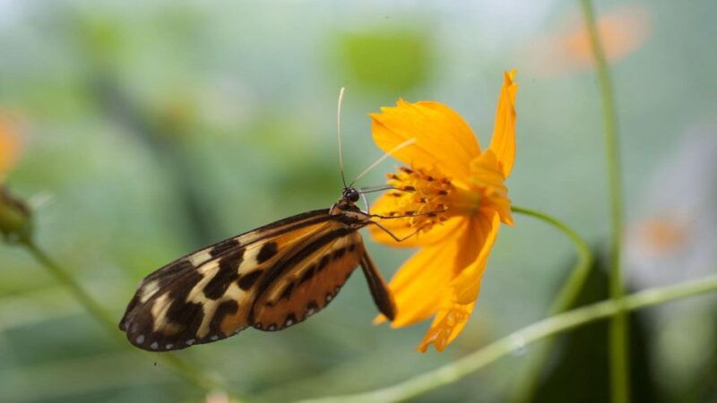 iquitos-incredible-4-day-amazon-tour