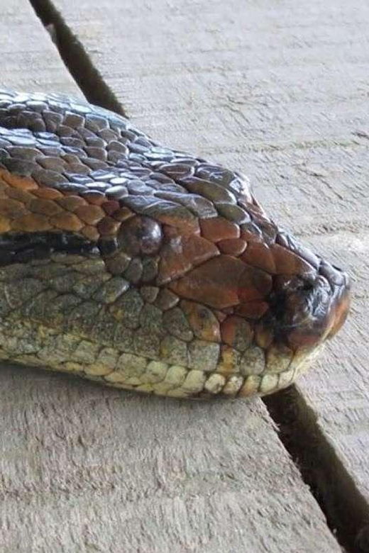 iquitos-jungle-trip-premium-lodge