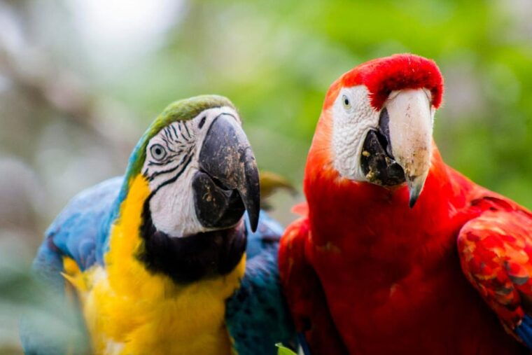 iquitos-pacaya-samiria-4-day-expedition-on-amazon-reserve